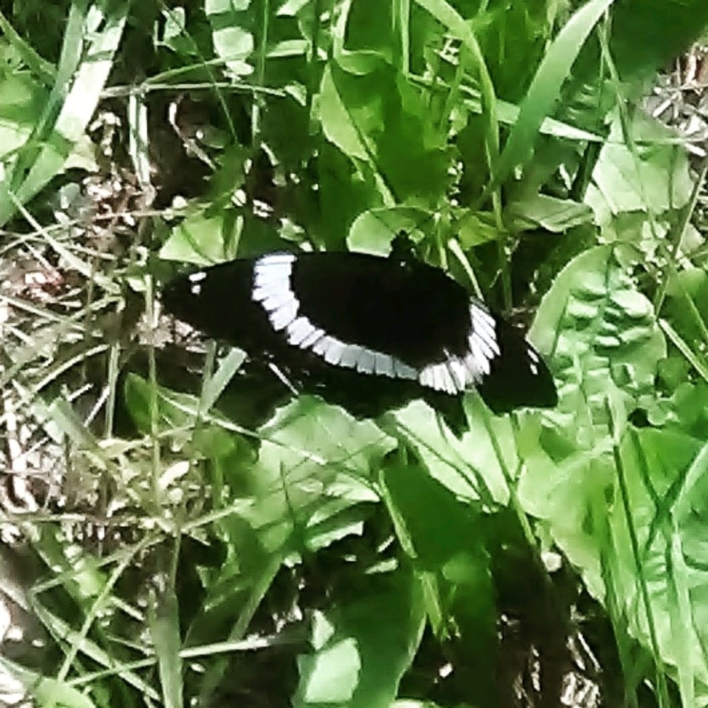 Meet your Posher, Nevaeh